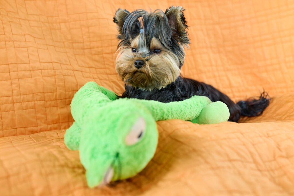 Dog toys and accessories