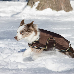 Shedrow k9 tundra dog coat