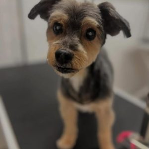 after-haircut-2