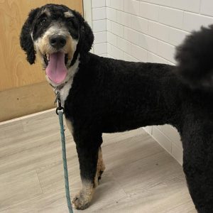 another-happy-client