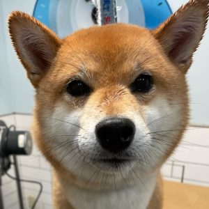 corgy-after-spa