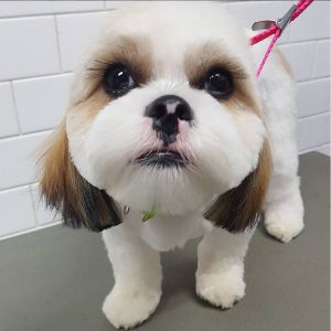 cuteness-overload-toy-dog-haircut-and-makeup