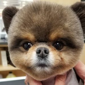 cutest-toy-dog-groomed-ever