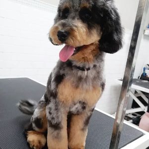 fancy-haircut