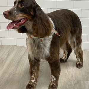 fresh-haircut