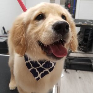 golden-puppy-client