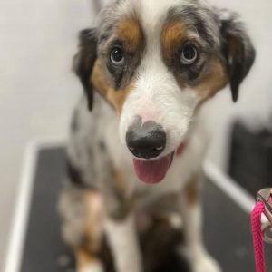 groomed-and-washed