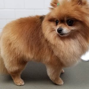 groomed-pomeranian
