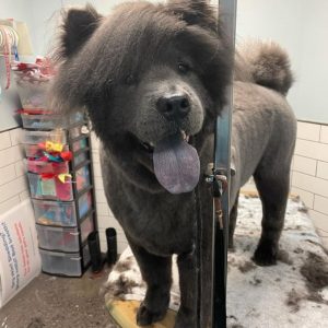 grooming-in-the-progress