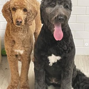 grromed-dogs