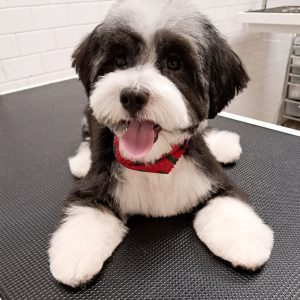 pet-hairstyling