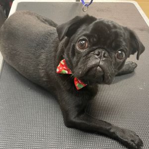 pug-dog-haircut