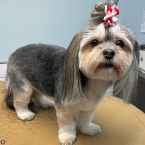 ready-for-the-competitions