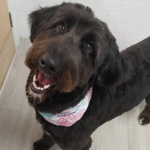 suzie-after-grooming