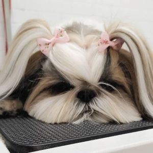 the-lazy-beauty