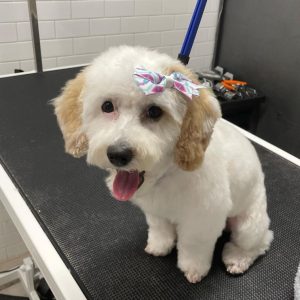 toy-dog-grooming