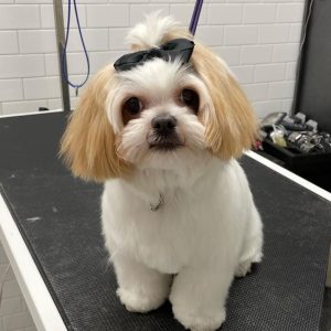 toy-dog-stylish-grooming