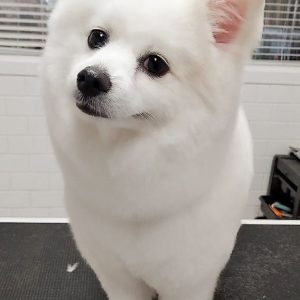 washed-n-groomed